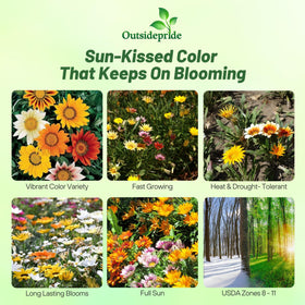 Outsidepride Gazania summer bloom highlights bright, long-lasting color in sunny borders.