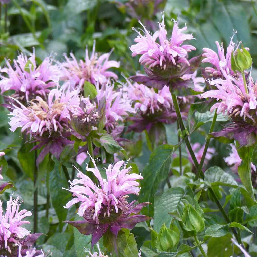 Germination-friendly bergamot seeds with 14–21 day window