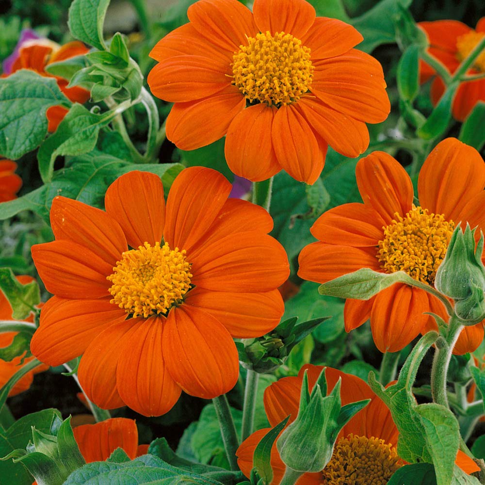 Outsidepride Goldfinger Mexican Sunflower cut flowers on display for vibrant indoor arrangements.