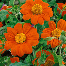 Outsidepride Goldfinger Mexican Sunflower cut flowers on display for vibrant indoor arrangements.