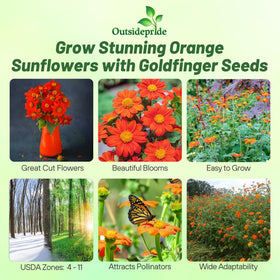 Outsidepride Goldfinger Mexican Sunflower stem height close-up showing tall 40-inch stems for dramatic borders.