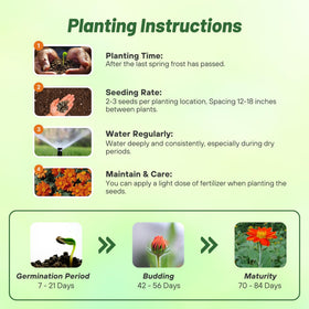 Outsidepride Goldfinger Mexican Sunflower seed packaging showing 500 seeds for easy sowing.