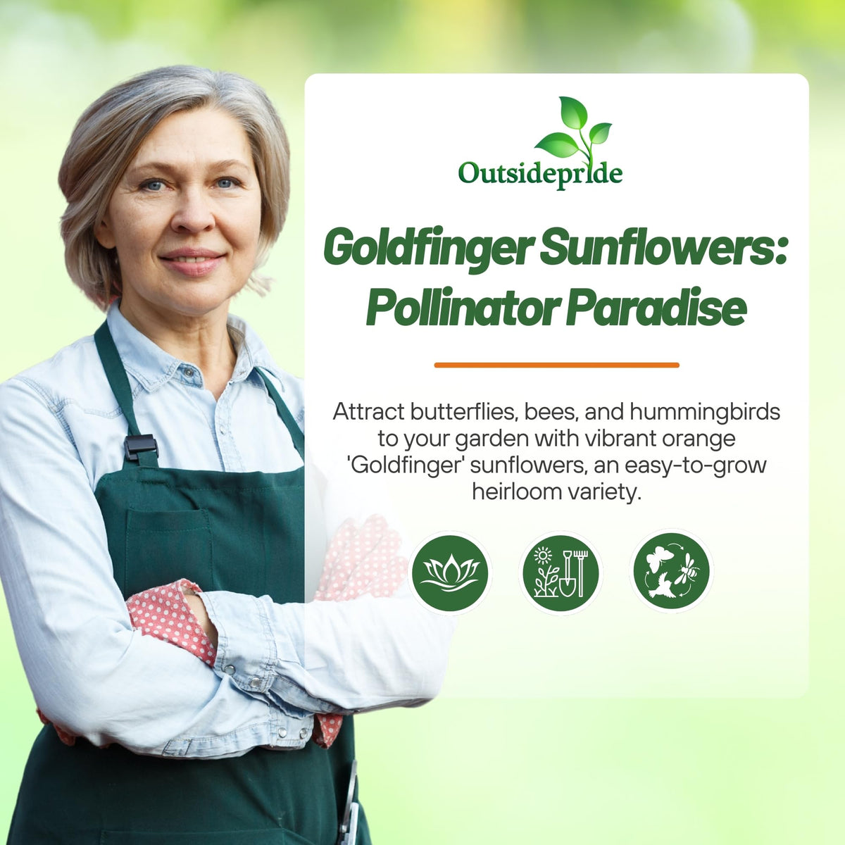Outsidepride Goldfinger seeds direct sowing after frost for rapid summer blooms.