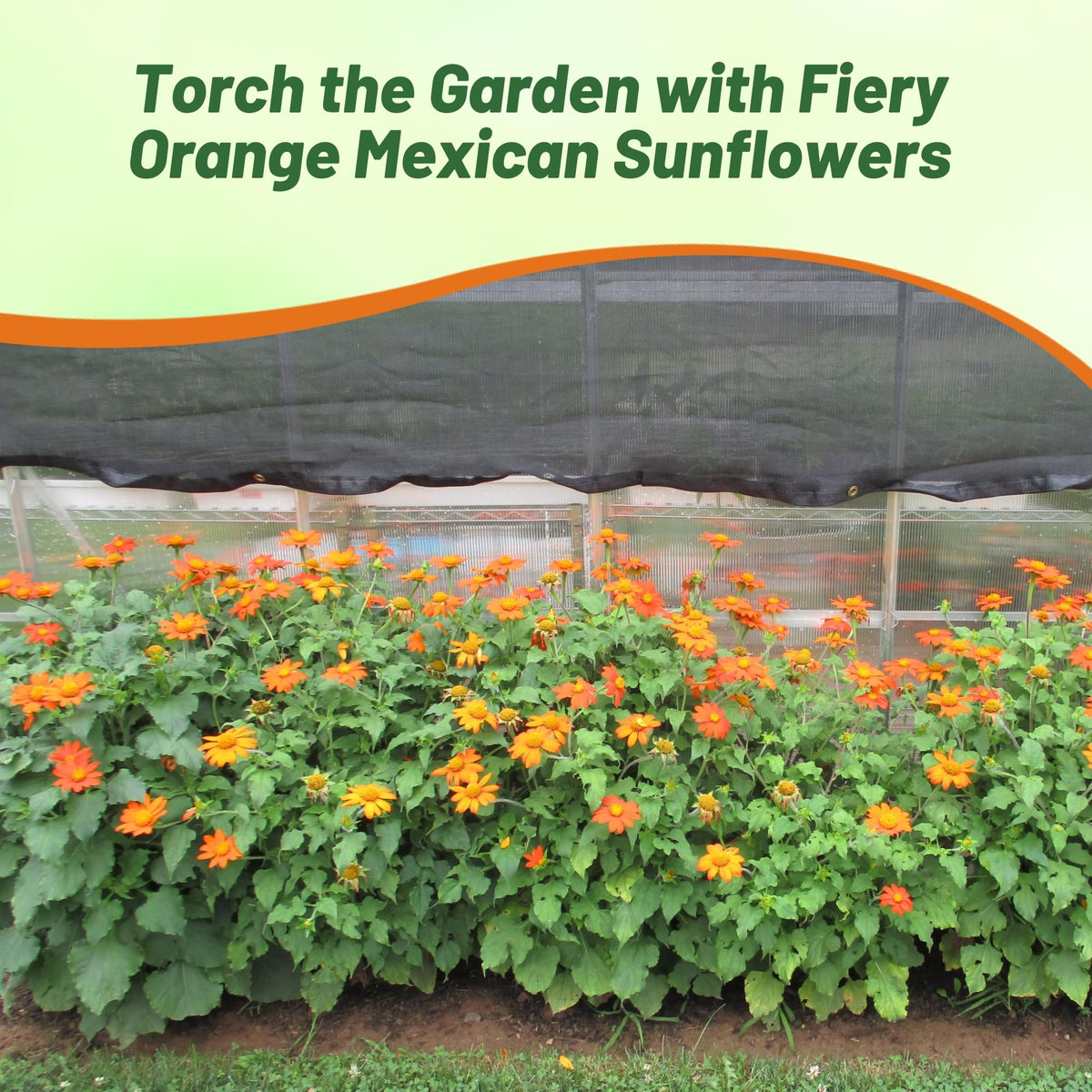 Outsidepride Goldfinger Mexican Sunflower plant height range from 4 to 40 inches in sunny conditions.