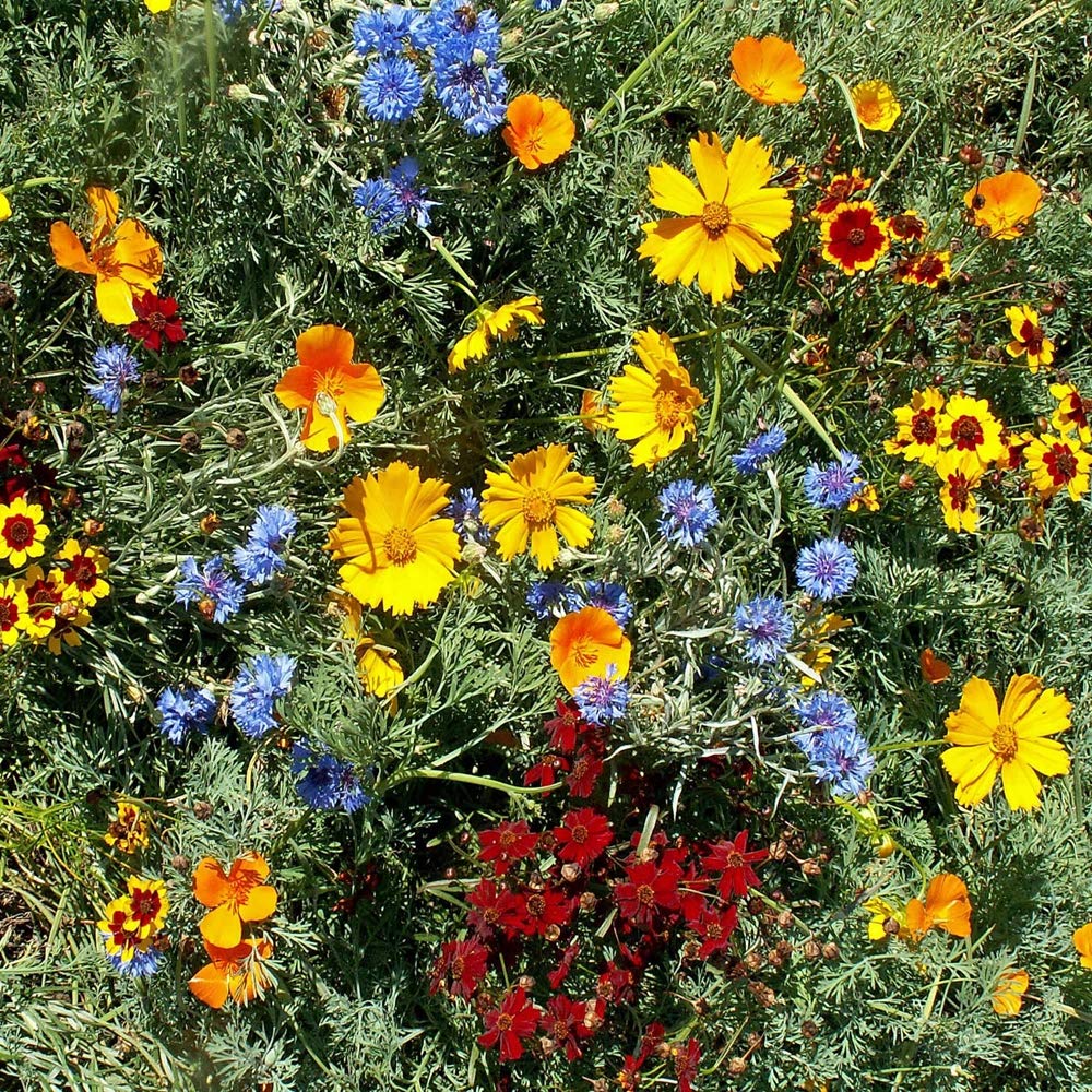 Outsidepride Gulf Coast wildflower seed mix dense-meadow formation for lush groundcover.