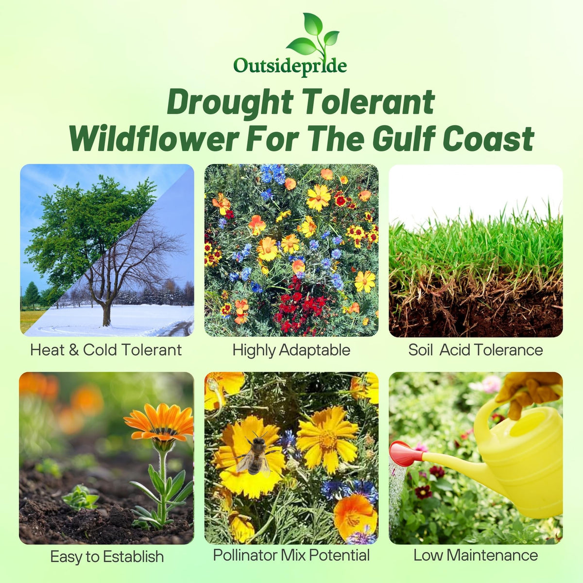 Outsidepride Gulf Coast wildflower seed mix meadow-shot ideal for colorful borders.