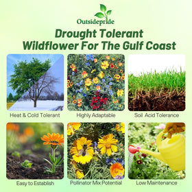 Outsidepride Gulf Coast wildflower seed mix meadow-shot ideal for colorful borders.