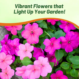 Outsidepride Xtreme Sapphire Mix Impatiens suited for warm climates and sunny spots