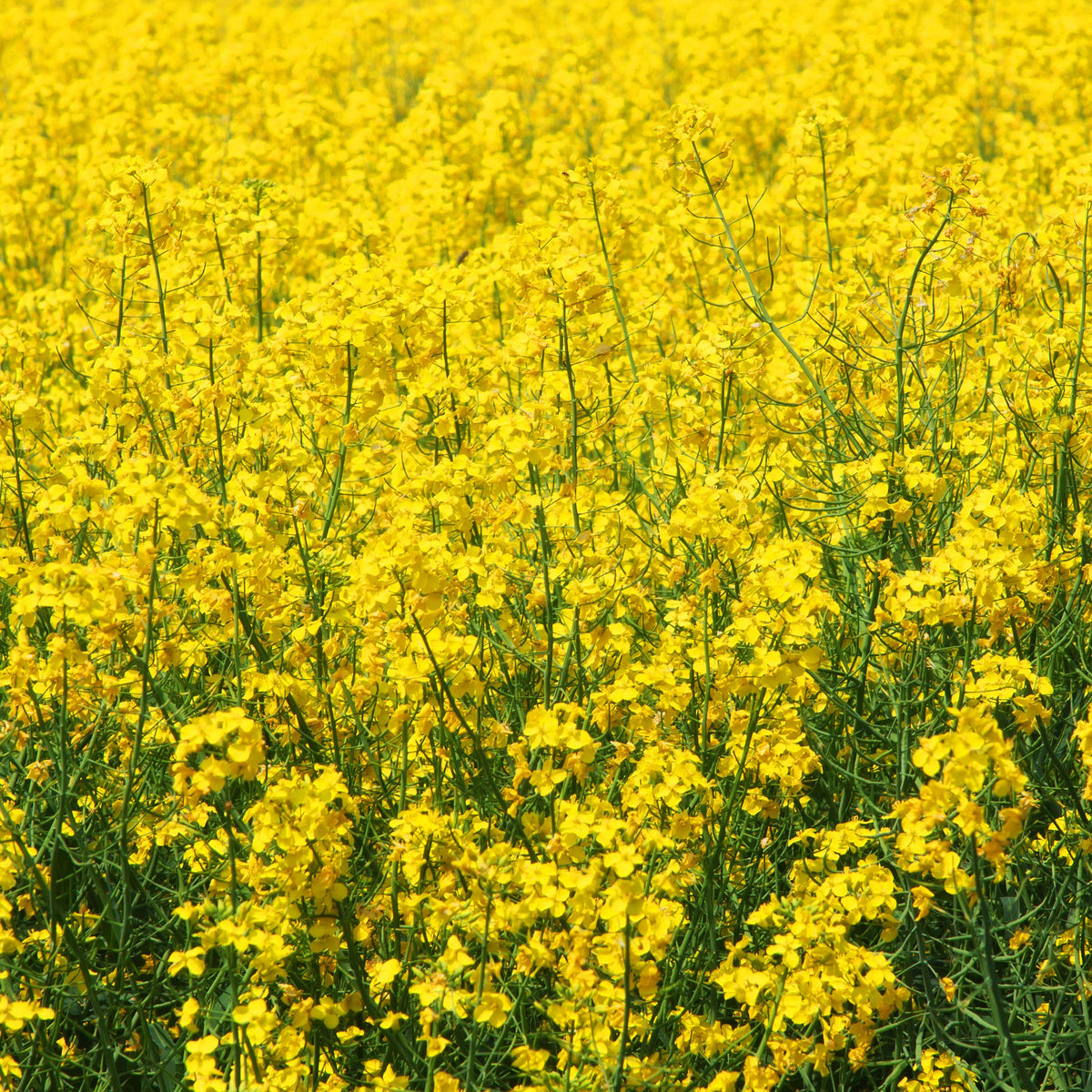 Outsidepride mustard seeds compatible with hydroponic systems.