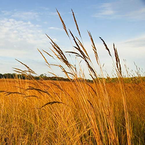 Outsidepride Indian grass seed close-up adds color and durable ground cover for slopes.