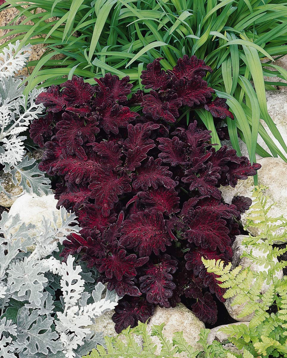 Outsidepride indoor coleus foliage brightens shaded living spaces
