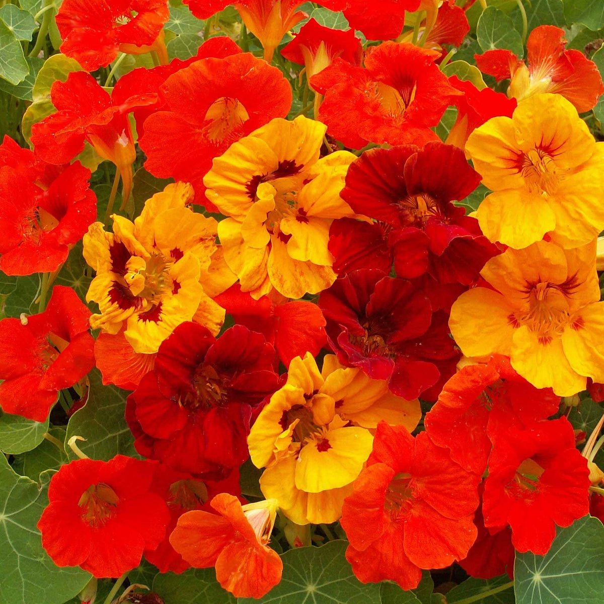 Outsidepride Jewel Mix nasturtium companion planting with tomatoes for healthier beds.
