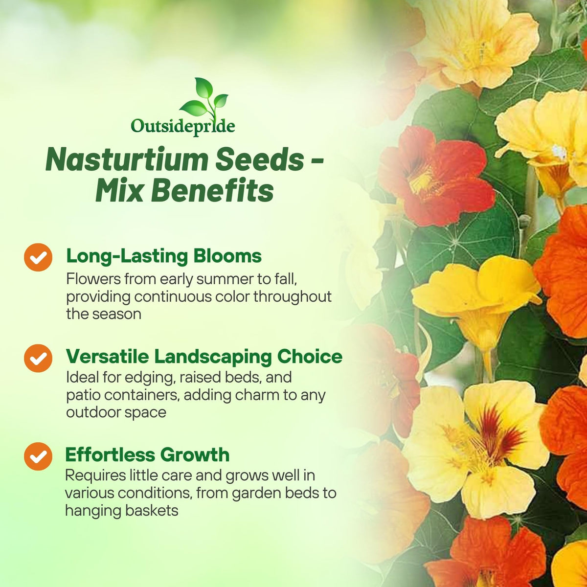 Outsidepride Jewel Mix nasturtium ground cover forming bright pathways in beds.