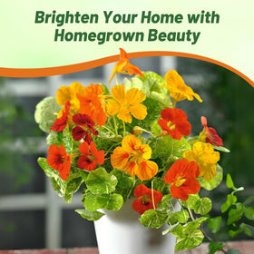 Outsidepride Jewel Mix nasturtium pollinator-friendly blooms attract bees and butterflies.