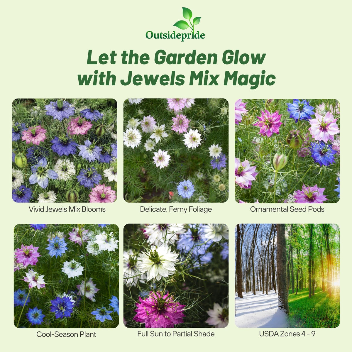 Outsidepride Jewels Mix Nigella foliage adds airy, lacy texture to garden beds