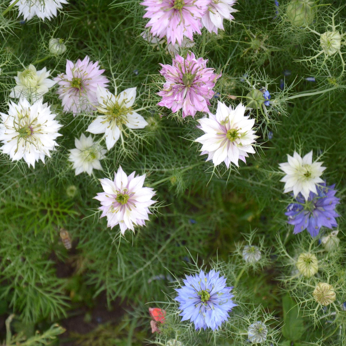 Outsidepride Jewels Mix Nigella grows well in small spaces