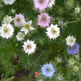 Outsidepride Jewels Mix Nigella grows well in small spaces