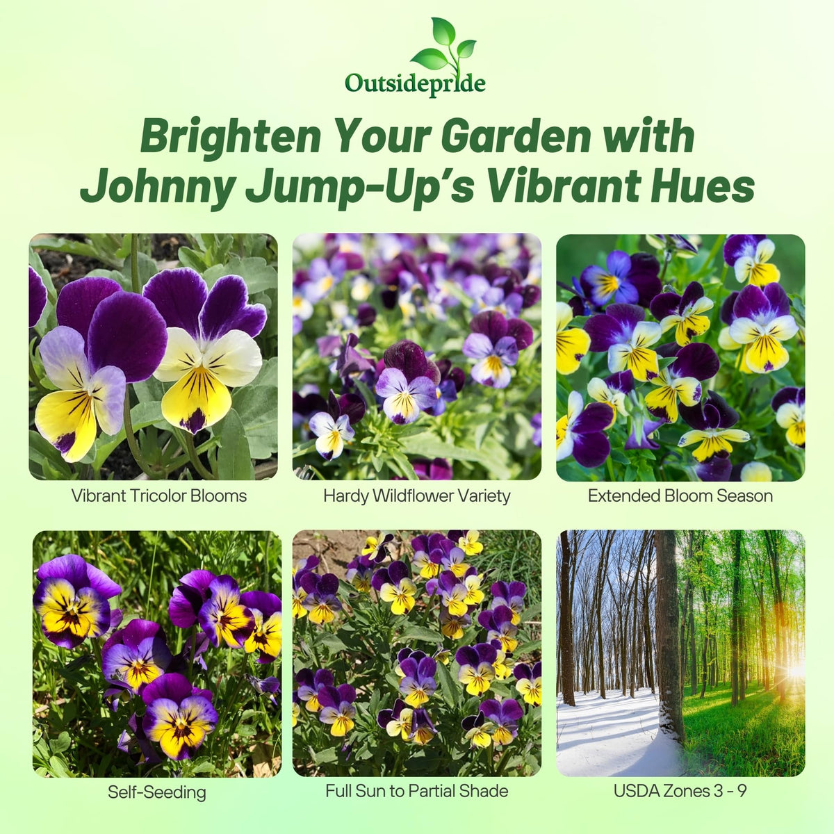 Viola border plants in a container display with Outsidepride Johnny Jump Up seeds