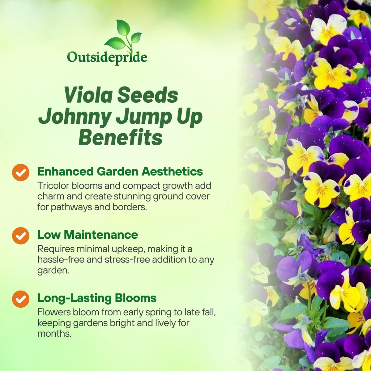 Compact Johnny Jump Up Viola plant reaching 6-8 inches for small spaces