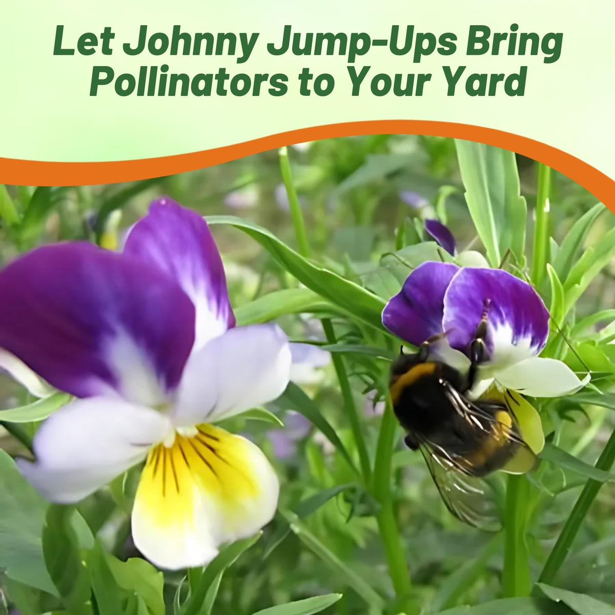Johnny Jump Up Viola thriving in full sun to partial shade conditions