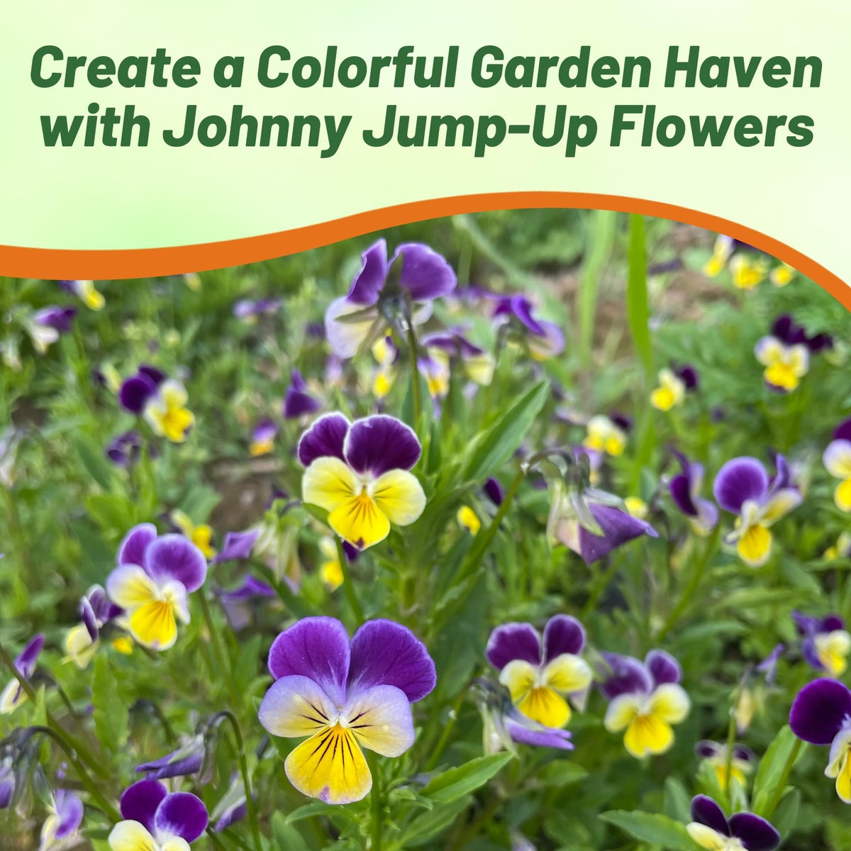 Seeds planted in well-drained soil for vigorous Johnny Jump Up Viola growth