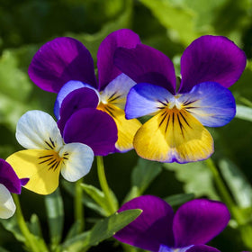 Pollinator-friendly Johnny Jump Up Viola beds with Outsidepride seeds