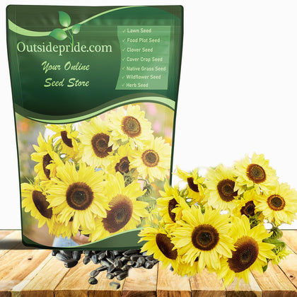 Outsidepride Lemon Queen sunflower bloom close-up showing vibrant lemon-yellow petals