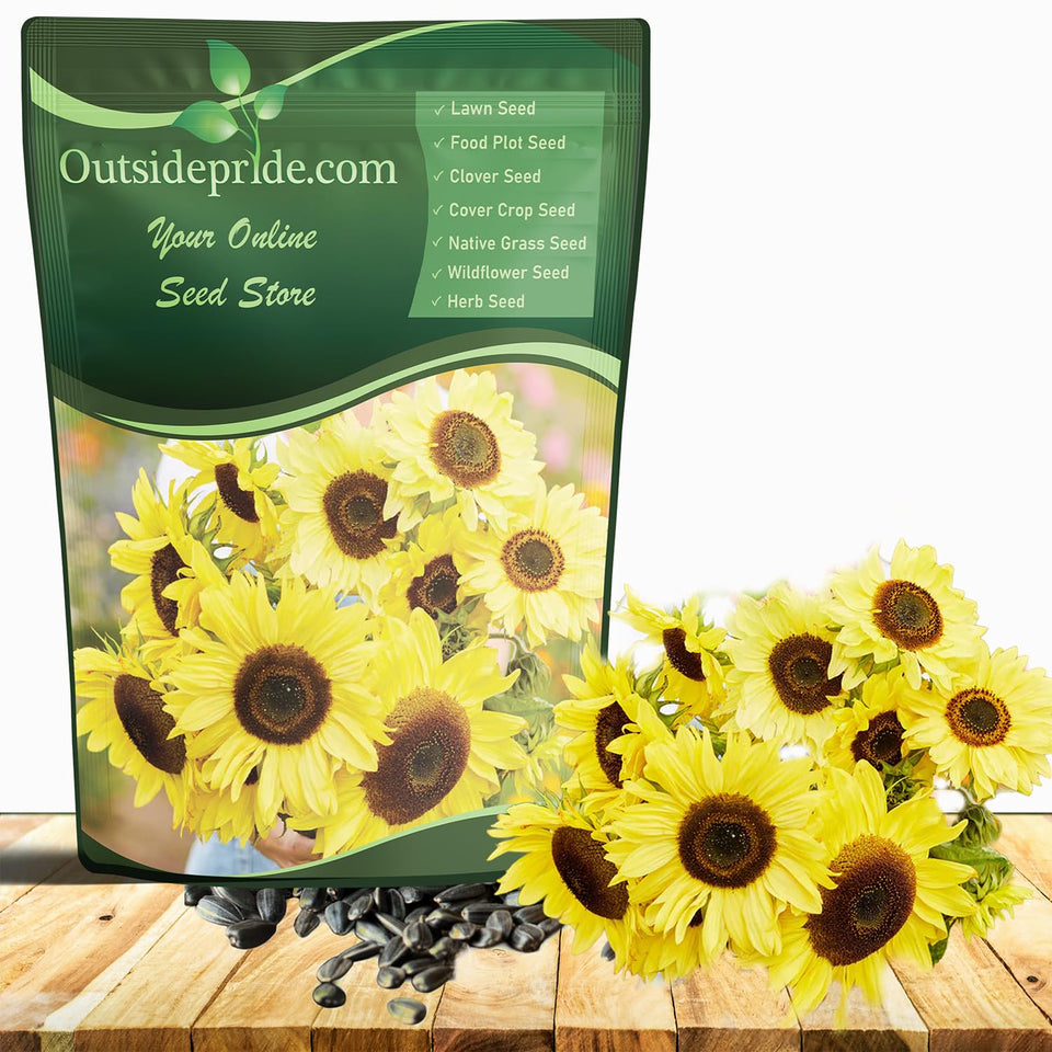 Outsidepride Lemon Queen sunflower bloom close-up showing vibrant lemon-yellow petals