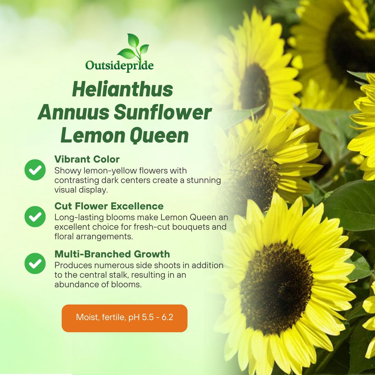Outsidepride Lemon Queen sunflower yellow bloom burst for a sunny focal point
