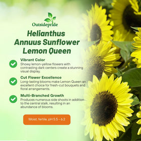 Outsidepride Lemon Queen sunflower yellow bloom burst for a sunny focal point