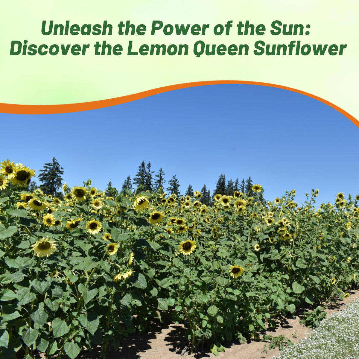Outsidepride Lemon Queen for cut flower arrangements with bold stems
