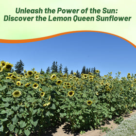 Outsidepride Lemon Queen for cut flower arrangements with bold stems