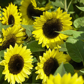 Outsidepride Lemon Queen seed pack highlighting easy planning and variety