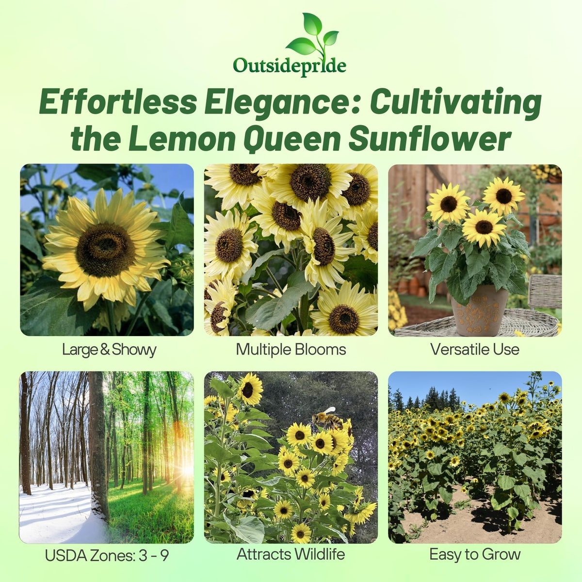 Outsidepride Lemon Queen sunflower tall stems in a garden setting
