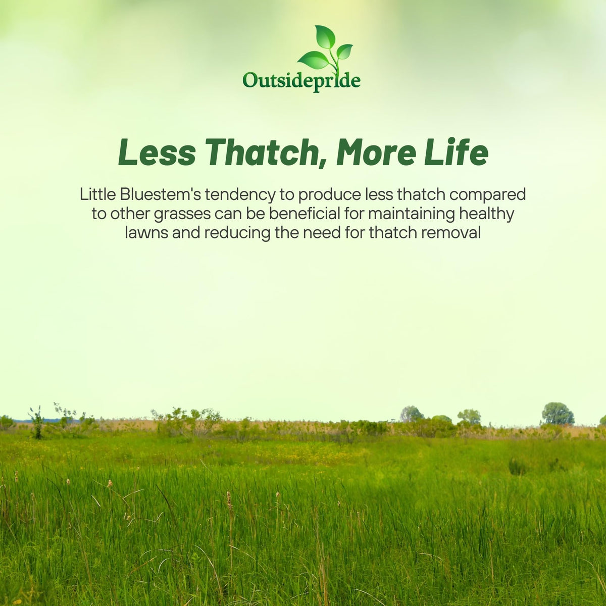 Outsidepride Little Bluestem dense ground cover supports erosion control
