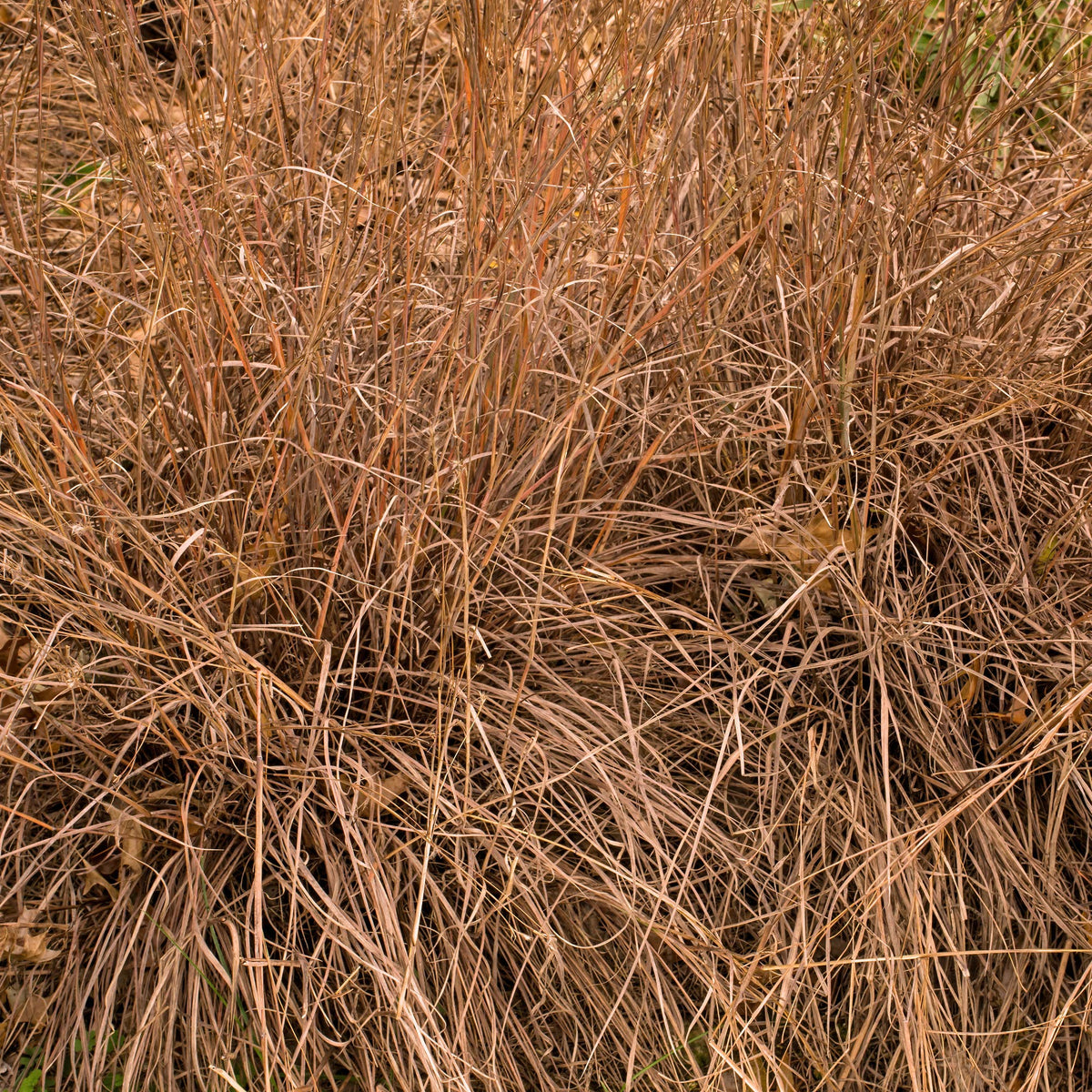 Outsidepride Little Bluestem wildlife-friendly garden habitat