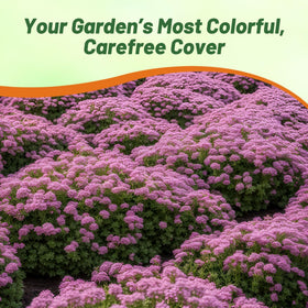 Outsidepride Magic Carpet bee visiting pink thyme blooms