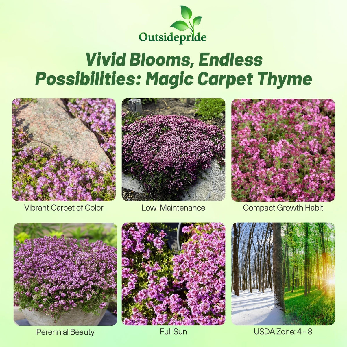 Outsidepride Magic Carpet Creeping Thyme flowers close-up pink blooms attracting pollinators