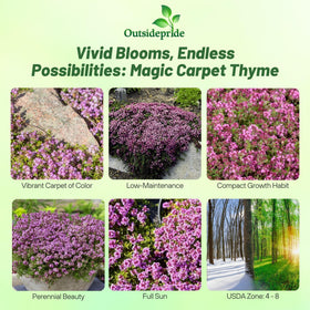 Outsidepride Magic Carpet Creeping Thyme flowers close-up pink blooms attracting pollinators