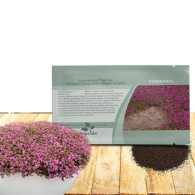 Outsidepride Magic Carpet Creeping Thyme seeds bag for easy planting
