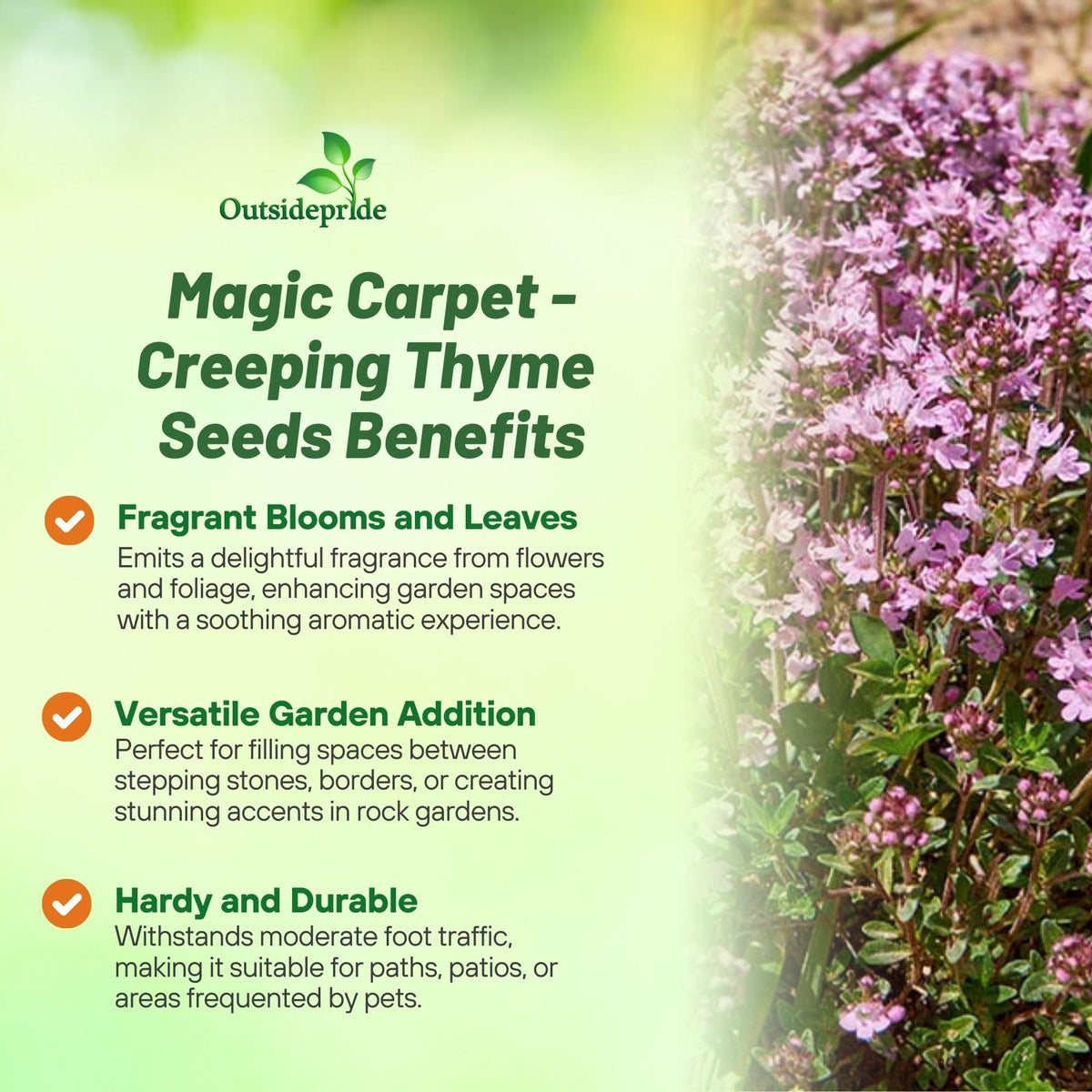Outsidepride Magic Carpet creeping thyme growing along a pathway edge
