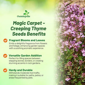 Outsidepride Magic Carpet creeping thyme growing along a pathway edge