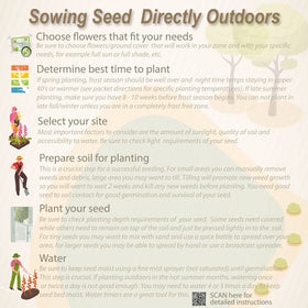 Outsidepride Magic Carpet sowing rate 1/8 lb per 5000 sq ft
