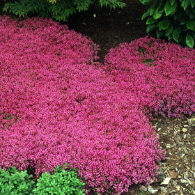 Outsidepride Magic Carpet thyme in full sun with well-drained soil