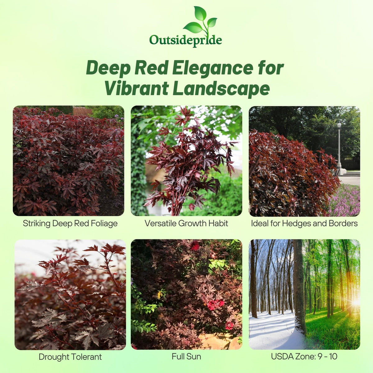 Outsidepride Mahogany Splendor Hibiscus flowers bloom with deep burgundy petals