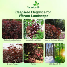 Outsidepride Mahogany Splendor Hibiscus flowers bloom with deep burgundy petals