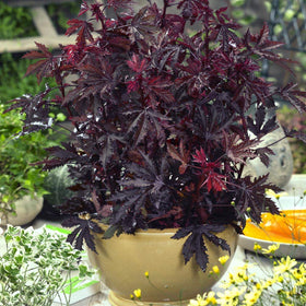 Outsidepride Hibiscus supports pollinators with dense flowering displays