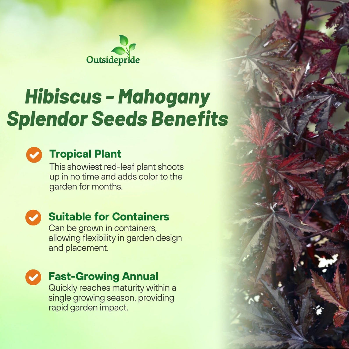 Outsidepride Mahogany Splendor Hibiscus leaves showcase rich burgundy foliage