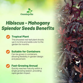 Outsidepride Mahogany Splendor Hibiscus leaves showcase rich burgundy foliage