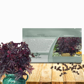 Outsidepride Mahogany Splendor Hibiscus seeds pack ready for sunny garden beds